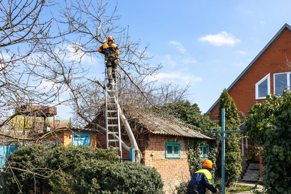 chicago tree trimming