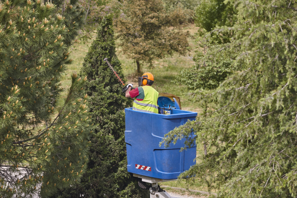 chicago tree trimming