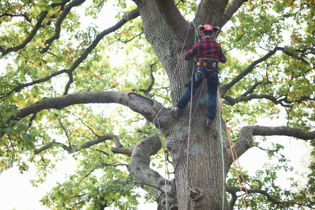 chicago tree trimming